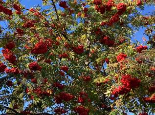 Vogelbeeren zum Selberpflücken