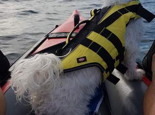 Schwimmweste für kleine Hunde , 20 €, Marktplatz-Tiere & Tierbedarf in 2620 Gemeinde Neunkirchen Schwimmweste für kleine Hunde , 20 €, Marktplatz-Tiere & Tierbedarf in 2620 Gemeinde Neunkirchen