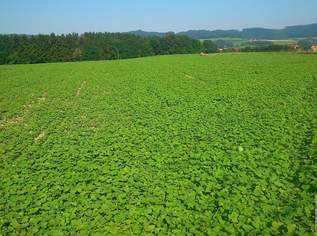 AckerflÃ€che in Ritzing zu verkaufen, 0 €, Immobilien-Grund und Boden in 7323 Gemeinde Ritzing