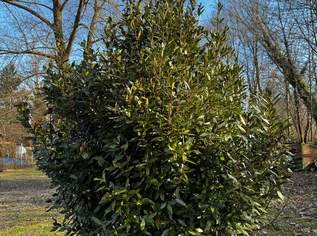 Küchenlorbeer 3m hoch zu verkaufen