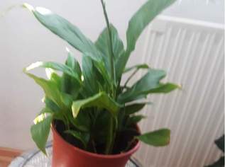 Schöne Zimmerpflanze - Spathiphyllum 