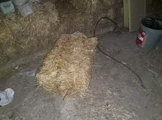 Stroh in Quaderballen, 0.25 €, Marktplatz-Tiere & Tierbedarf in 3494 Gemeinde Gedersdorf Stroh in Quaderballen, 0.25 €, Marktplatz-Tiere & Tierbedarf in 3494 Gemeinde Gedersdorf