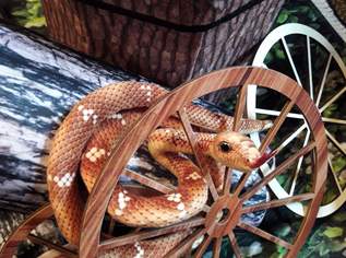 DIE SCHLANGE ""VICTORIA"" HUSCHT AUS DEM WALD !!, 40 €, Haus, Bau, Garten-Geschirr & Deko in 1200 Brigittenau DIE SCHLANGE ""VICTORIA"" HUSCHT AUS DEM WALD !!, 40 €, Haus, Bau, Garten-Geschirr & Deko in 1200 Brigittenau