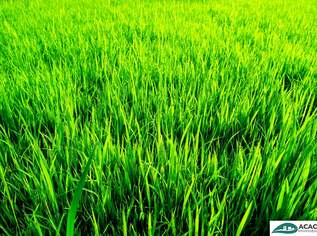 Bauplatz in Michelhausen, im Herzen des Tullnerfelds, 279500 €, Immobilien-Grund und Boden in 3451 Michelhausen