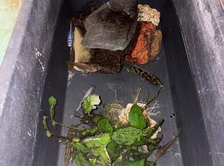 MalawieBarsch - ZU VERSCHENKEN , 0 €, Marktplatz-Tiere & Tierbedarf in 4651 Stadl-Paura