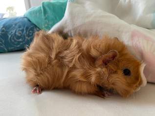 Meerschweinchen abzugeben Meerschweinchen abzugeben