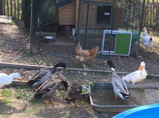 Laufenten (ERPEL), 15 €, Marktplatz-Tiere & Tierbedarf in 3052 Neustift-Innermanzing Laufenten (ERPEL), 15 €, Marktplatz-Tiere & Tierbedarf in 3052 Neustift-Innermanzing