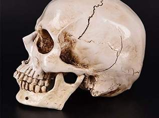 Dekoration / Totenkopf (Replik 1:0,9), 69 €, Haus, Bau, Garten-Geschirr & Deko in 1200 Brigittenau Dekoration / Totenkopf (Replik 1:0,9), 69 €, Haus, Bau, Garten-Geschirr & Deko in 1200 Brigittenau