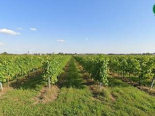 Reihenhaus auf Baurechtsgrund mit Blick auf Weingärten, 355000 €, Immobilien-Häuser in 1220 Donaustadt