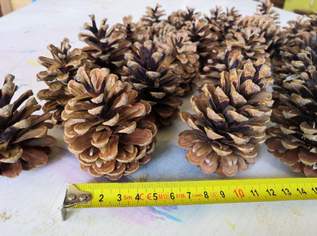 Zapferl - Dekorzapfen - Föhrenzapfen 5 Stück, 1 €, Marktplatz-Spiele, Bastelmaterial & Modellbau in 4225 Luftenberg an der Donau