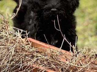 Portugiesische Wasserhunde, 2500 €, Marktplatz-Tiere & Tierbedarf in 6060 Stadt Hall in Tirol