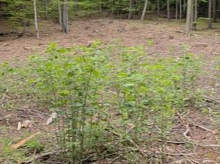 Rarität - Baugrundstück im Wald - keine Nachbarn, 149000 €, Immobilien-Grund und Boden in 7441 Gemeinde Pilgersdorf Rarität - Baugrundstück im Wald - keine Nachbarn, 149000 €, Immobilien-Grund und Boden in 7441 Gemeinde Pilgersdorf