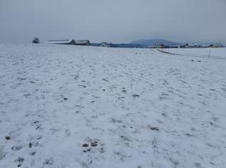 Landwirtschaftlicher Nutzgrund ca. 2,5 ha, 375000 €, Immobilien-Grund und Boden in 5211 Friedburg