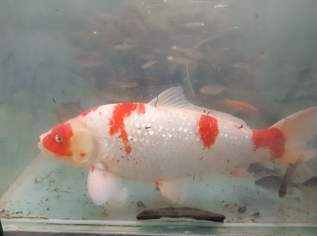 Koi Japankoi Kohaku Platinum Ginrin, 2.5 €, Marktplatz-Tiere & Tierbedarf in 3354 Wolfsbach