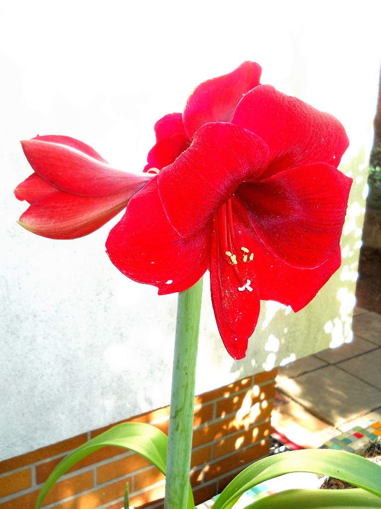 Amaryllis Amaryllis