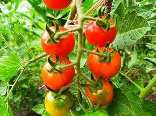 Mexikanische Honigtomate Samen - süß, saftig und sehr ertragreich, 1.8 €, Haus, Bau, Garten-Balkon & Garten in 7081 Gemeinde Schützen am Gebirge