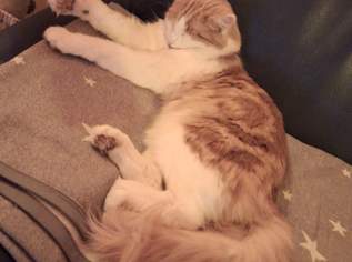 Simba seit 27.12.2024 vermisst Simba seit 27.12.2024 vermisst