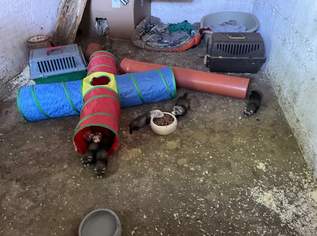 Frettchen , 100 €, Marktplatz-Tiere & Tierbedarf in 2423 Deutsch Jahrndorf Frettchen , 100 €, Marktplatz-Tiere & Tierbedarf in 2423 Deutsch Jahrndorf