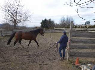 Privates Pferdeparadies für Liebhaber – genehmigt, etabliert, bezugsbereit, 279000 €, Immobilien-Häuser in 7535 Sankt Michael im Burgenland