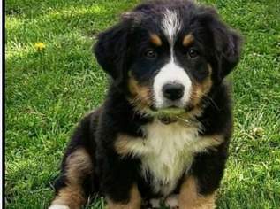 Bernersennenhundewelpen , 1250 €, Marktplatz-Tiere & Tierbedarf in 9422 Maria Rojach Bernersennenhundewelpen , 1250 €, Marktplatz-Tiere & Tierbedarf in 9422 Maria Rojach