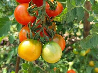 Mexikanische Honigtomate Samen - süß, saftig und sehr ertragreich