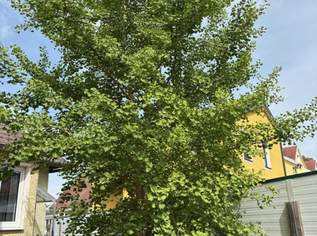 "Kraft, Vitalität und Harmonie", 490000 €, Immobilien-Häuser in 3423 Wördern