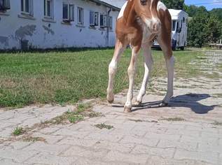 2 hübsche Ponys zu verkaufen!, 1000 €, Marktplatz-Tiere & Tierbedarf in 2225 Gemeinde Zistersdorf
