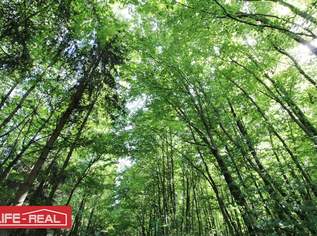 Investieren Sie in die Zukunft! Ein Waldgrundstück mit guter Zufahrt, Nähe Johannes Kepler Universität Linz, 221000 €, Immobilien-Grund und Boden in Oberösterreich Investieren Sie in die Zukunft! Ein Waldgrundstück mit guter Zufahrt, Nähe Johannes Kepler Universität Linz, 221000 €, Immobilien-Grund und Boden in Oberösterreich