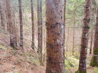 Wald im Gurktal (Provisionsfrei), 160000 €, Immobilien-Gewerbeobjekte in 9342 Gurk