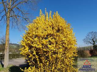 Traumgrundstück in Bad Wimsbach - Traumhafte Lage!, 215000 €, Immobilien-Grund und Boden in 4654 Aigen Traumgrundstück in Bad Wimsbach - Traumhafte Lage!, 215000 €, Immobilien-Grund und Boden in 4654 Aigen