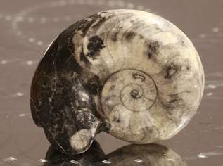 Fossilien / Ammonit, 59 €, Haus, Bau, Garten-Geschirr & Deko in 1200 Brigittenau Fossilien / Ammonit, 59 €, Haus, Bau, Garten-Geschirr & Deko in 1200 Brigittenau