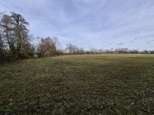 Ebenerdiges Ackerland mit Brache, 120000 €, Immobilien-Grund und Boden in 4950 Altheim Ebenerdiges Ackerland mit Brache, 120000 €, Immobilien-Grund und Boden in 4950 Altheim