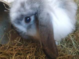 Kaninchen Wildkaninchen-Mischlinge , 80 €, Marktplatz-Tiere & Tierbedarf in 1220 Donaustadt