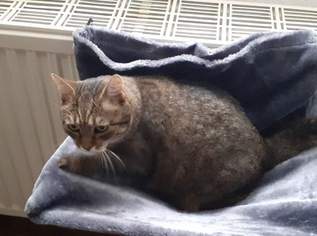 Heizkörper Katzenbett, 5 €, Marktplatz-Tiere & Tierbedarf in 1160 Ottakring Heizkörper Katzenbett, 5 €, Marktplatz-Tiere & Tierbedarf in 1160 Ottakring