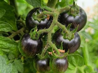 Tomate Dwarf Antho Striped Tomatensamen - Buschtomate mit wunderschönen Früchten