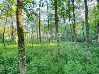 Erholung pur im eigenen Wald mit Bach und Wiesen nähe Amstetten, 30000 €, Immobilien-Grund und Boden in 3321 Ardagger