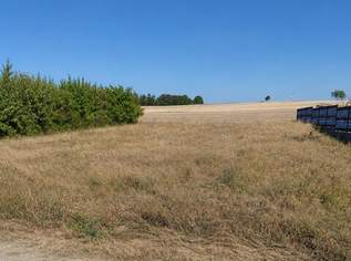 Traditionelles Weinviertel in hervorragender Nähe zu Wien, 220000 €, Immobilien-Grund und Boden in 2243 Matzen Traditionelles Weinviertel in hervorragender Nähe zu Wien, 220000 €, Immobilien-Grund und Boden in 2243 Matzen