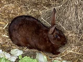 Hasenkaninchen Rassehäsin zu vergeben , 50 €, Marktplatz-Tiere & Tierbedarf in 3481 Gemeinde Fels am Wagram