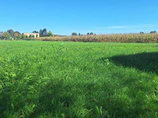 "Sonnige Bauplätze an der Südsteirischen Weinstraße – Wo das Leben schmeckt", 59000 €, Immobilien-Grund und Boden in 8472 Gersdorf an der Mur "Sonnige Bauplätze an der Südsteirischen Weinstraße – Wo das Leben schmeckt", 59000 €, Immobilien-Grund und Boden in 8472 Gersdorf an der Mur