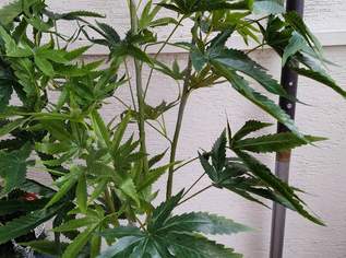 Kunststoff! Hanfpflanze 1 m hoch