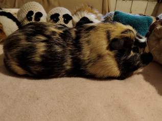 Cuy - Riesenmeerschweinchen, 80 €, Marktplatz-Tiere & Tierbedarf in 3350 Gemeinde Haag
