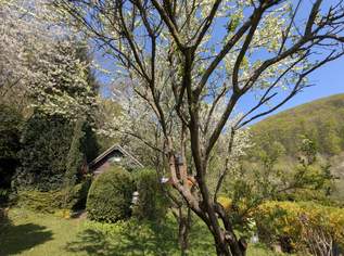 Wo Wochenenden zu Urlaub werden – traumhaftes Gartenrefugium am Exelberg, 119000 €, Immobilien-Häuser in 3400 Weidlingbach
