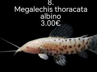 FISCHE auf Adresse FISCHE auf Adresse