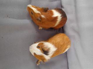Meerschweinchen 