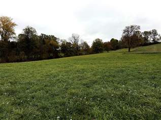 Landwirtschaftliche Fläche zwischen Fraham und Scharten zu verkaufen, 45900 €, Immobilien-Gewerbeobjekte in 4612 Scharten Landwirtschaftliche Fläche zwischen Fraham und Scharten zu verkaufen, 45900 €, Immobilien-Gewerbeobjekte in 4612 Scharten
