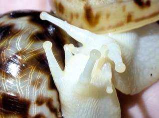 Lissachatina reticulata albino 