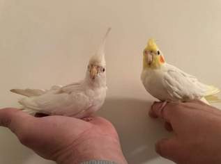 Nymphensittich , 160 €, Marktplatz-Tiere & Tierbedarf in 1100 Favoriten