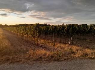 Gepflegter Weingarten mit Tropfbewässerung in 2524 Teesdorf zu verpachten, 1,4 Hektar in der Thermenregion