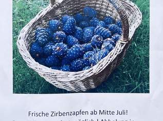 Zirbenzapfen 2025 Zirbenzapfen 2025