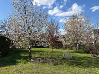 "PREISREDUKTION – Familientraum mit Obstgarten", 445000 €, Immobilien-Häuser in 3434 Katzelsdorf "PREISREDUKTION – Familientraum mit Obstgarten", 445000 €, Immobilien-Häuser in 3434 Katzelsdorf